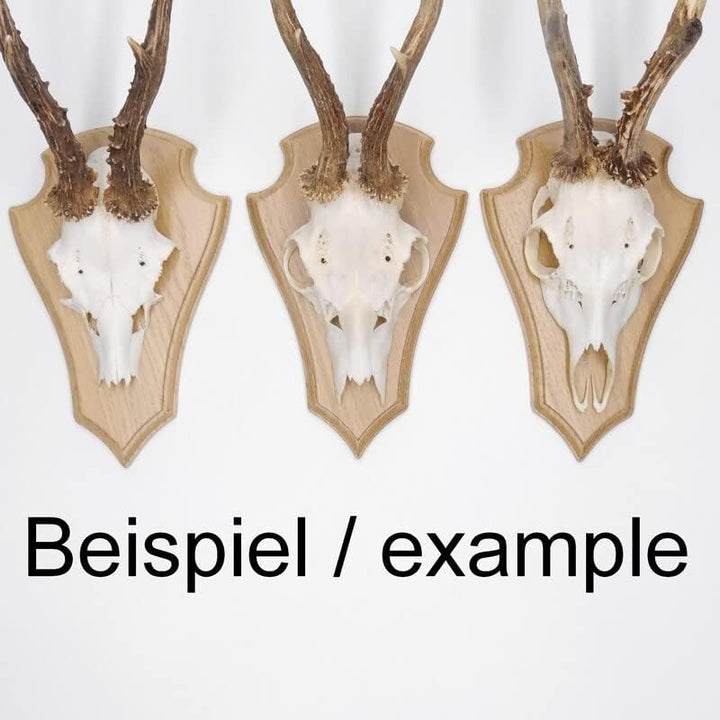 EUROHUNT 5 Stück REH Trophäenschilder Spitz gross in Eiche hell AF 21 cm x 13 cm mit 5 Stück Kunstst