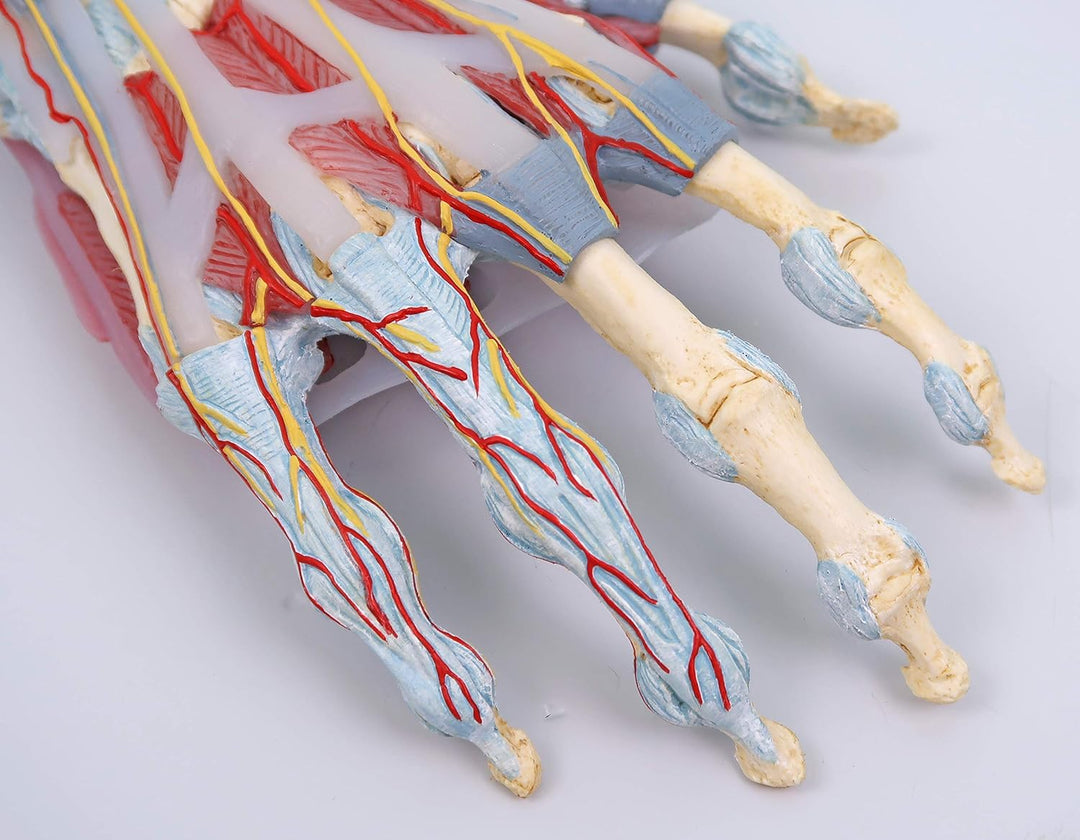 3B Scientific M33/1 Hand-Skelett-Modell mit Bändern und Muskeln + kostenlose Anatomie App - 3B Smart