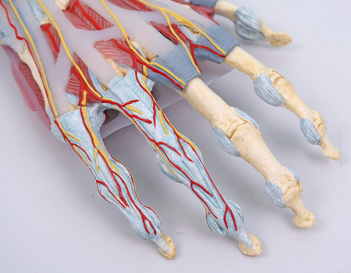 3B Scientific M33/1 Hand-Skelett-Modell mit Bändern und Muskeln + kostenlose Anatomie App - 3B Smart
