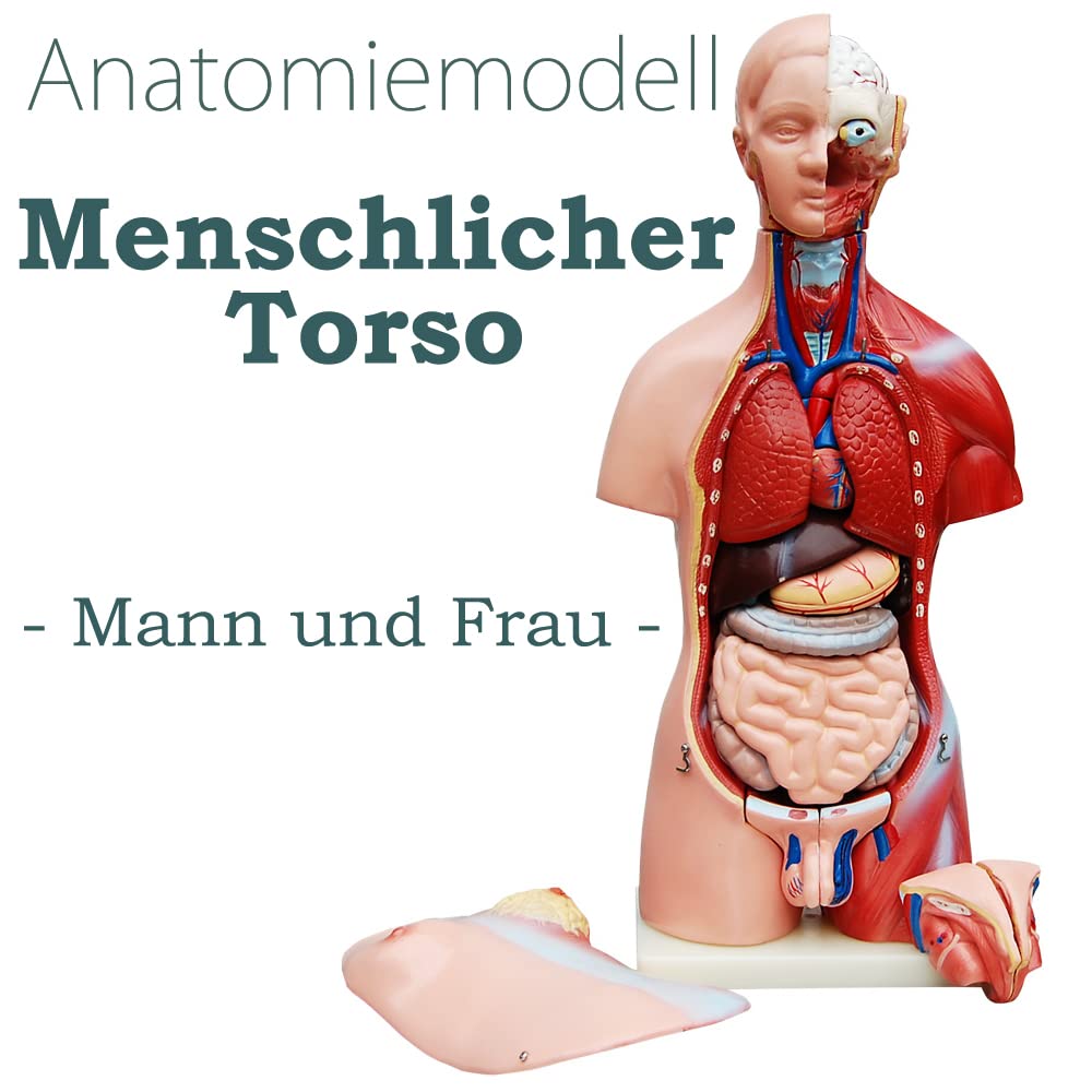 Anatomie Modell Torso 45 cm, Unisex, Detaillierter menschlicher Körper aus PVC mit herausnehmbaren O