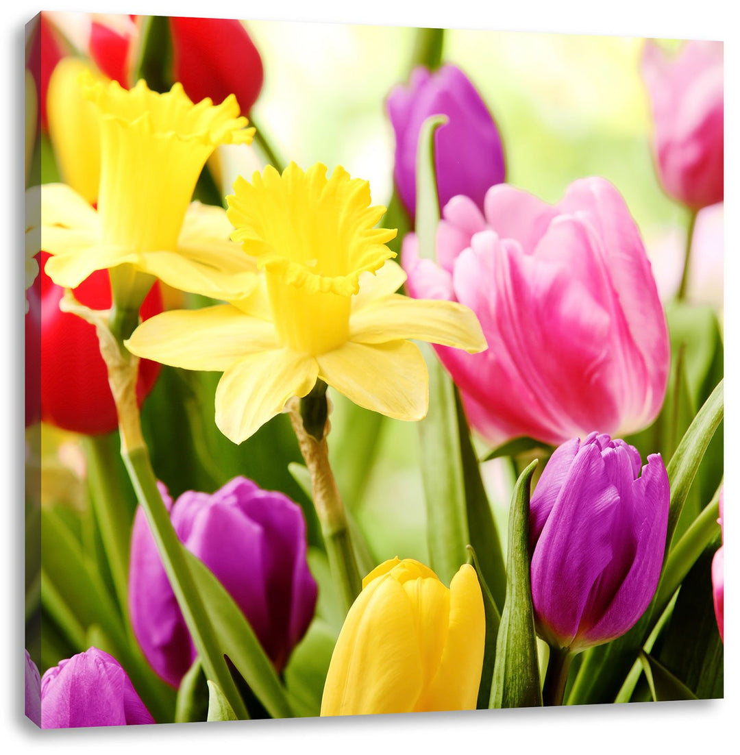 Pixxprint Farbenfrohe Osterglocken und Tulpen, Format: 70x70 auf Leinwand, 70x70