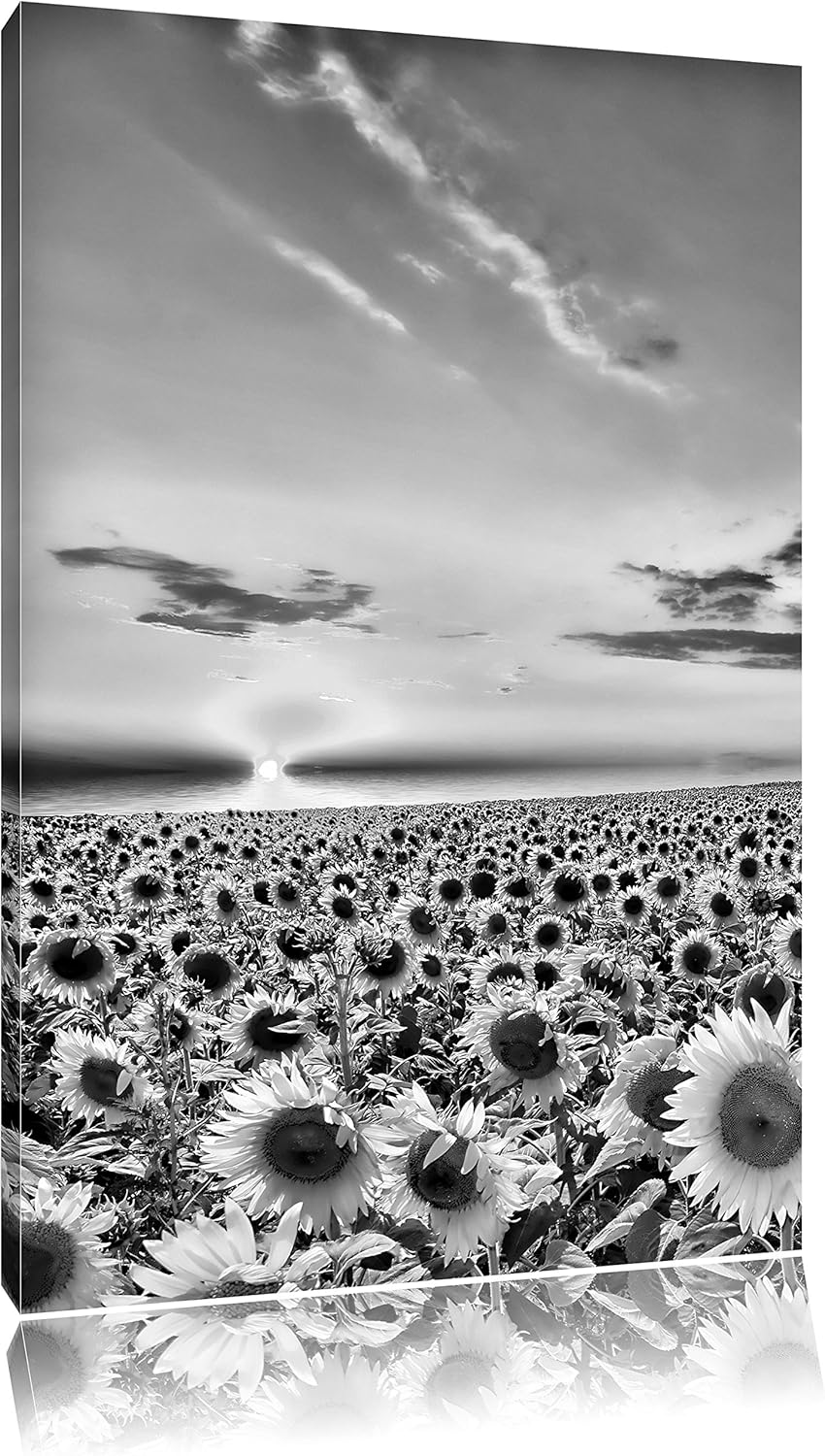Pixxprint Monocrome, Sonnenuntergang am Sonnenblumenfeld, Format: 100x70 auf Leinwand, XXL riesige B