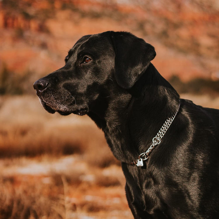Sprenger Hundehalskette aus rostfreiem Edelstahl, 2-reihig matt l Hundehalskette 3,0mm mit Durchzugs