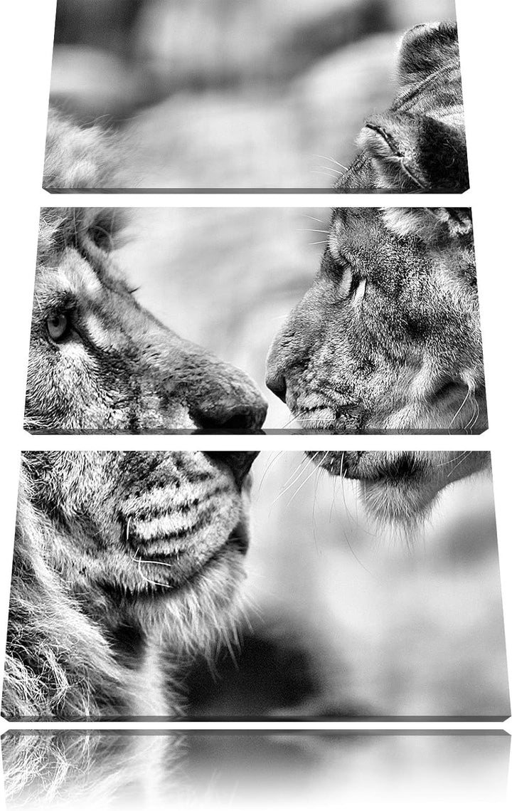 Pixxprint Verliebtes Löwenpaar als Leinwandbild/Grösse: 3 Teilig (120x80) cm/Wandbild/Kunstdruck/fer