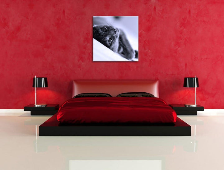 Pixxprint Niedliche Katze liegt im Bett als Leinwandbild Quadratisch/Grösse: 70x70 / Wandbild/Kunstd