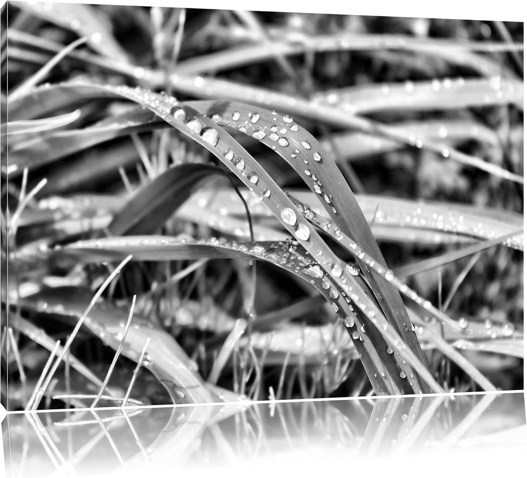 Monocrome, Grashalme, Format: 100x70 auf Leinwand, XXL riesige Bilder fertig gerahmt mit Keilrahmen,