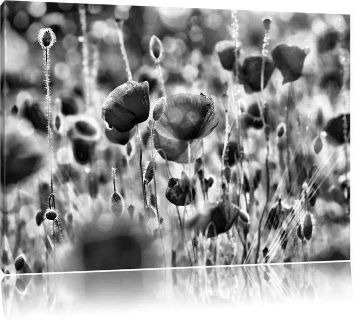 Monocrome, Mohnwiese, Format: 100x70 auf Leinwand, XXL riesige Bilder fertig gerahmt mit Keilrahmen,