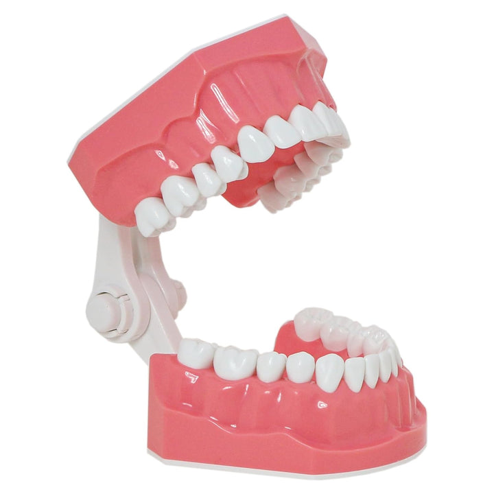 DENTALMALL Zahnputz-Modell, Zähne, Typodont, Muster, sichtbar, Anatomie, Demonstration, Lehr, Standa
