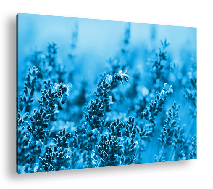 deyoli Bienen im blühenden Lavendel Format: 80x60 Effekt: Monocrome Blau als Leinwandbild, Motiv fer