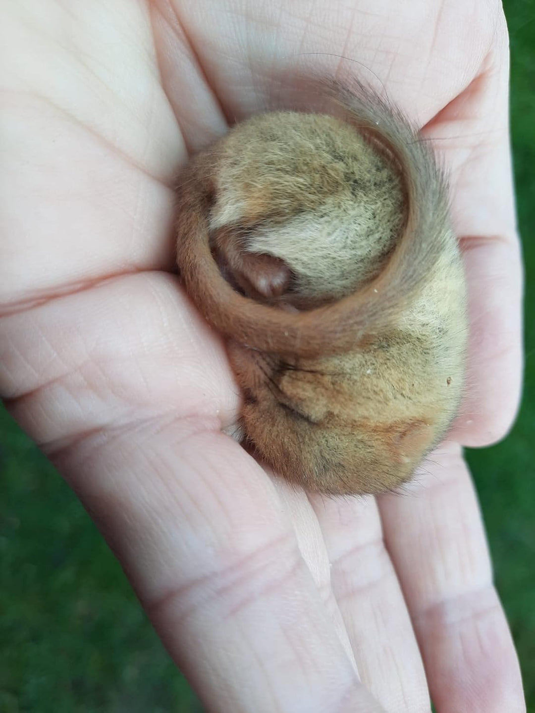 Qualität aus Niederbayern ARBRIKADREX Nistkasten Haselmaus nach NABU Vorgaben Bilch (Nistkasten Fich