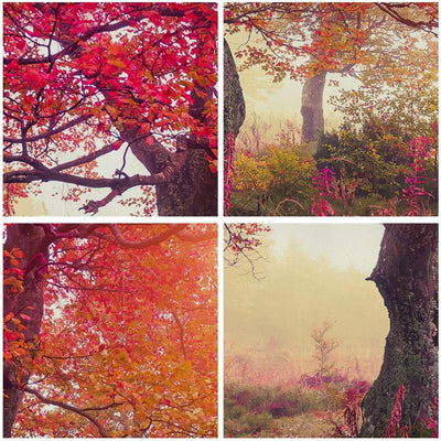 Bilder auf Leinwand 100x70cm Leinwandbild mit Rahmen Baum Natur Wiese Gross Wanddeko Bild Schlafzimm