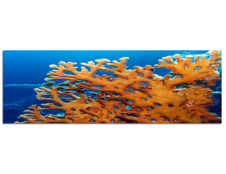 Paul Sinus Art Panoramabild auf Leinwand und Keilrahmen 150x50cm Meer Unterwasser Feuerkoralle