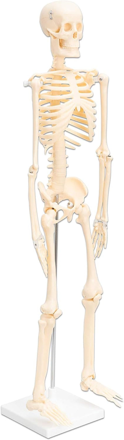 Betzold - Anatomie Skelett 80 cm, menschliches Modell - Anatomiemodell Biologie Nocolor, Nocolor