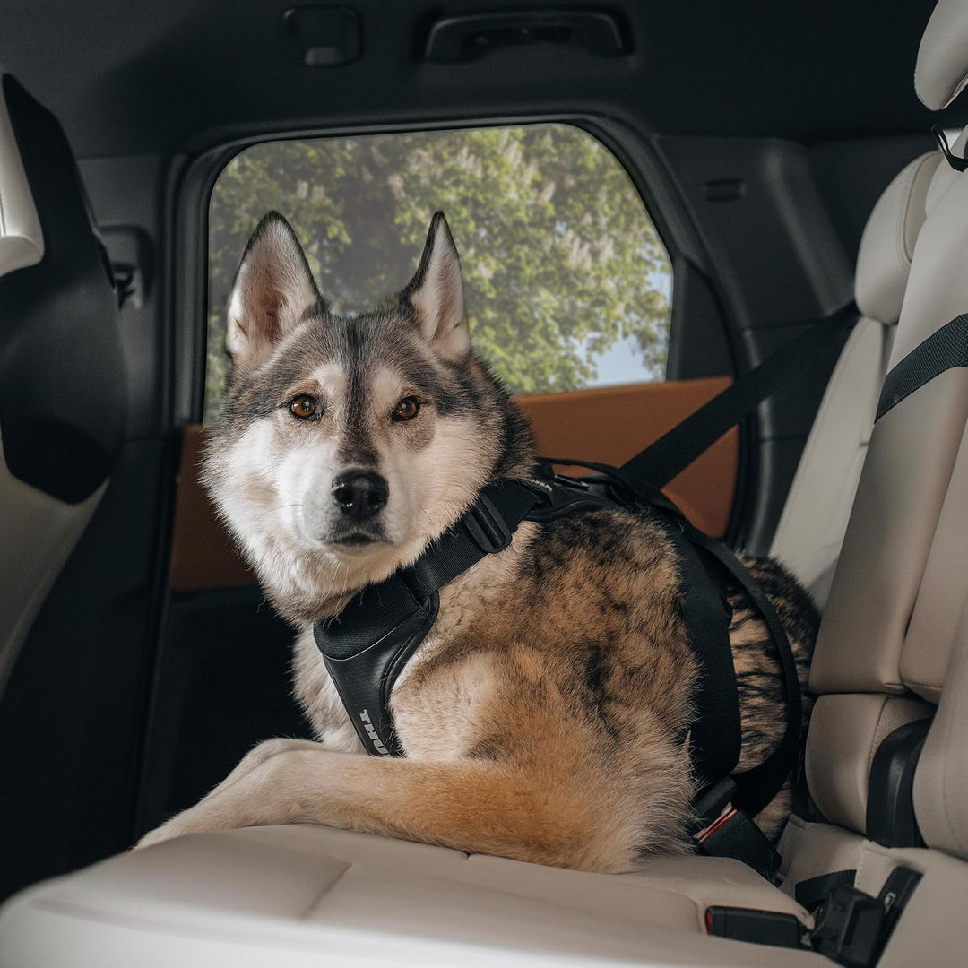 Thule Cappy Hundegeschirr Fürs Auto Black, S Schwarz S, Schwarz S