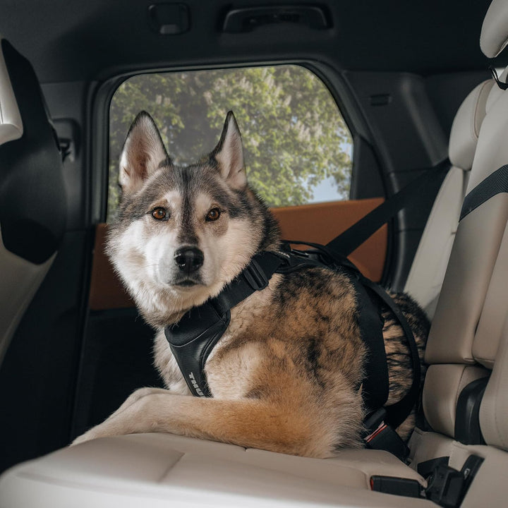 Thule Cappy Hundegeschirr Fürs Auto Black, S Schwarz S, Schwarz S