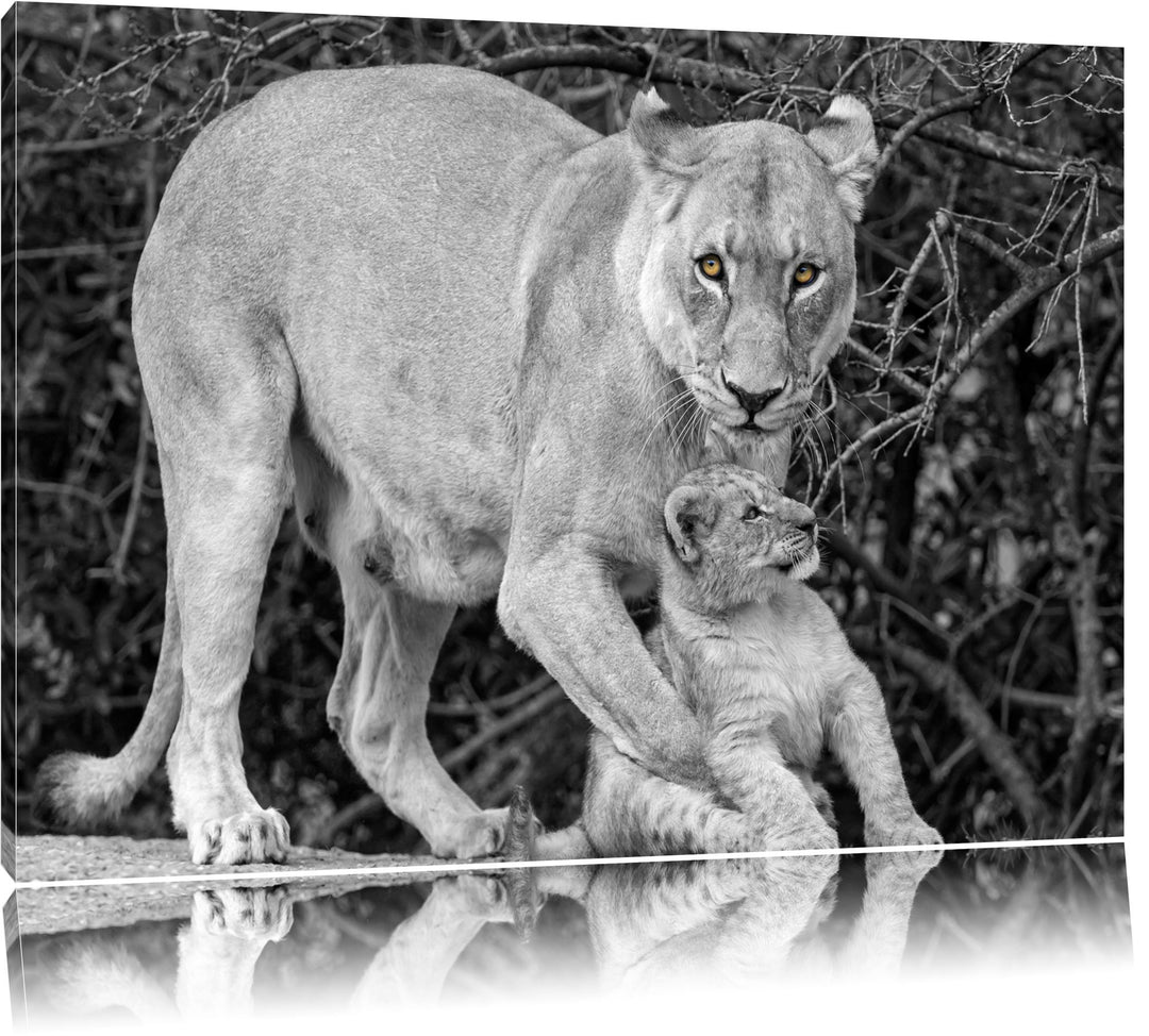 liebevolle Löwin spielt mit Jungtier schwarz/weiss auf Leinwand, XXL riesige Bilder fertig gerahmt m