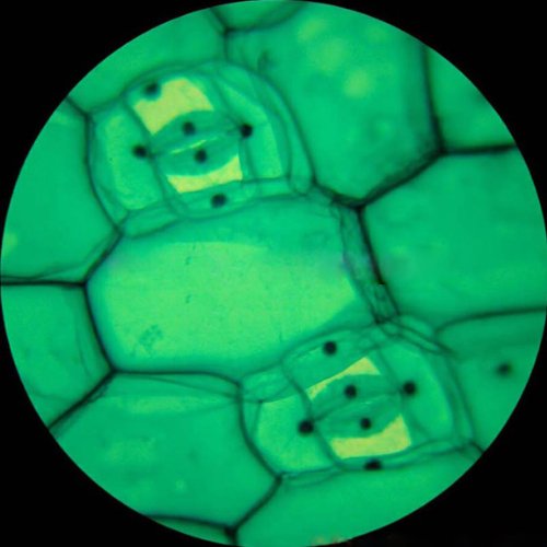 Amscope M150C-E5 40X-1000X Vergrösserung LED Schüler Kinder Studenten Monokular Mikroskop mit 5MP Di