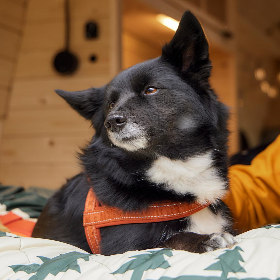 Hurtta Casual Hundegeschirr ECO (Blau, 50-60cm) 50-60cm Blau, 50-60cm Blau