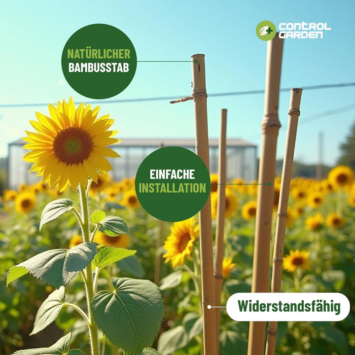Control Garden Pack 30 Stk. Bio Bambus Nachhilfe 210 cm | Natürlicher Rohrstiel zur Pflanzenbefestig