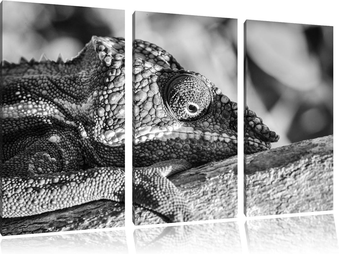Pixxprint Chamäleon aus Madagaskar Kunst B&W 3-Teiler Leinwandbild 120x80 Bild auf Leinwand
