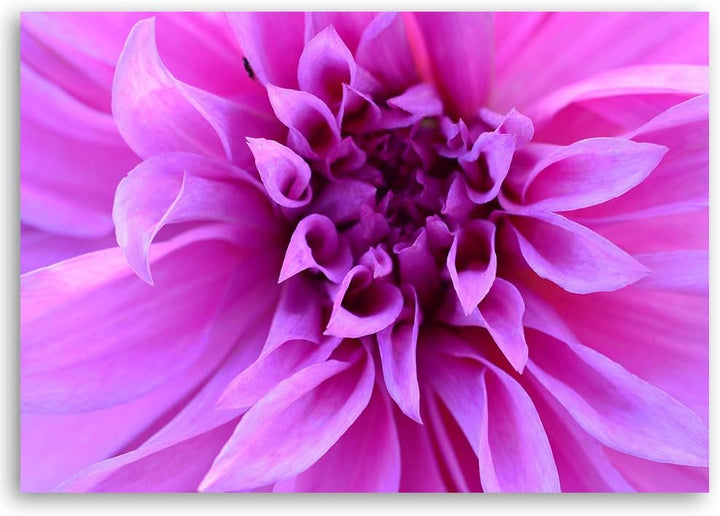 Feeby Bild auf Leinwand Blume Kunstdruck modern Natur Violett 80x60 cm Leinwandbild 80x60 cm Violett