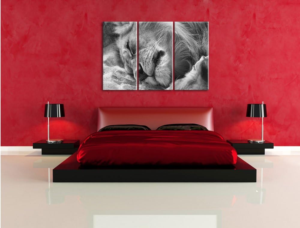 Pixxprint schlafender Löwe Kunst B&W als Leinwandbild/Grösse: 3 Teilig (120x80 cm) cm/Wandbild/Kunst