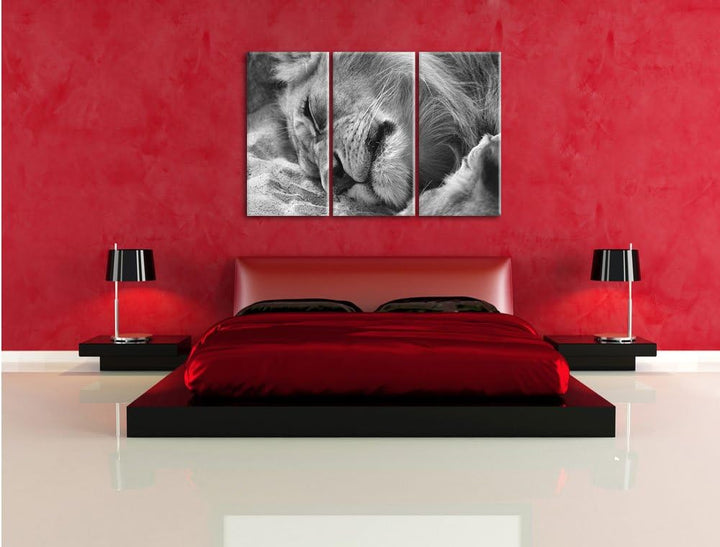 Pixxprint schlafender Löwe Kunst B&W als Leinwandbild/Grösse: 3 Teilig (120x80 cm) cm/Wandbild/Kunst