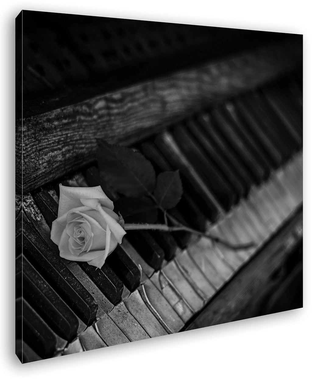 deyoli gelbe Rose auf einem sehr Alten Klavier Format: 60x60 Effekt: Schwarz&Weiss als Leinwandbild,