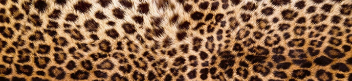 DIMEX Küchenrückwand Folie selbstklebend LEOPARDENFELL | Klebefolie - Dekofolie - Spritzschutz für K