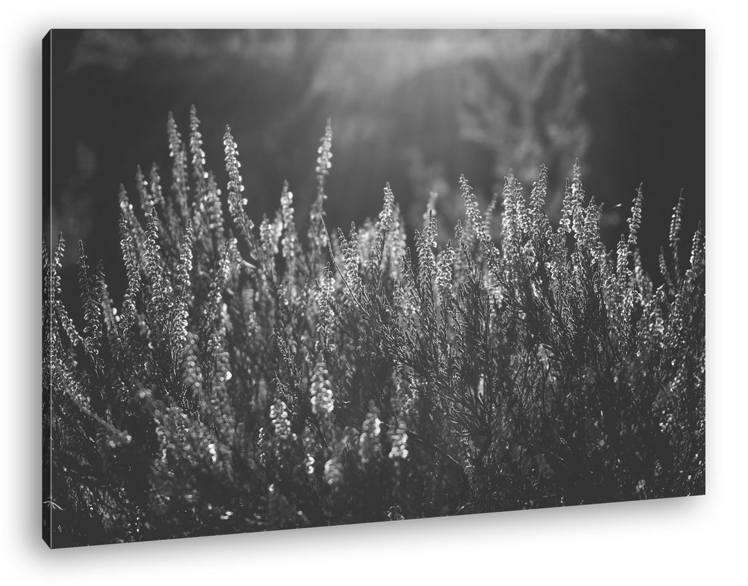 deyoli blühende Gräser Format: 80x60 Effekt: Schwarz/Weiss als Leinwand, Motiv fertig gerahmt auf Ec