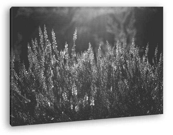 deyoli blühende Gräser Format: 80x60 Effekt: Schwarz/Weiss als Leinwand, Motiv fertig gerahmt auf Ec