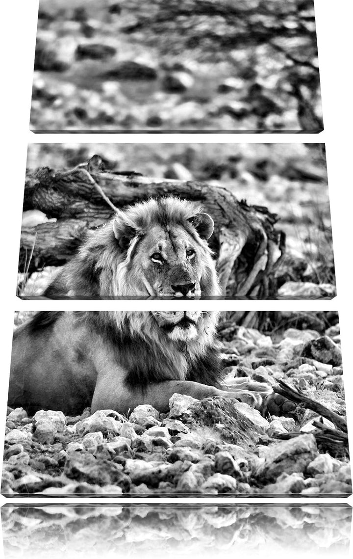 Pixxprint Löwe in Steinlandschaft als Leinwandbild/Grösse: 3 Teilig (120x80) cm/Wandbild/Kunstdruck/