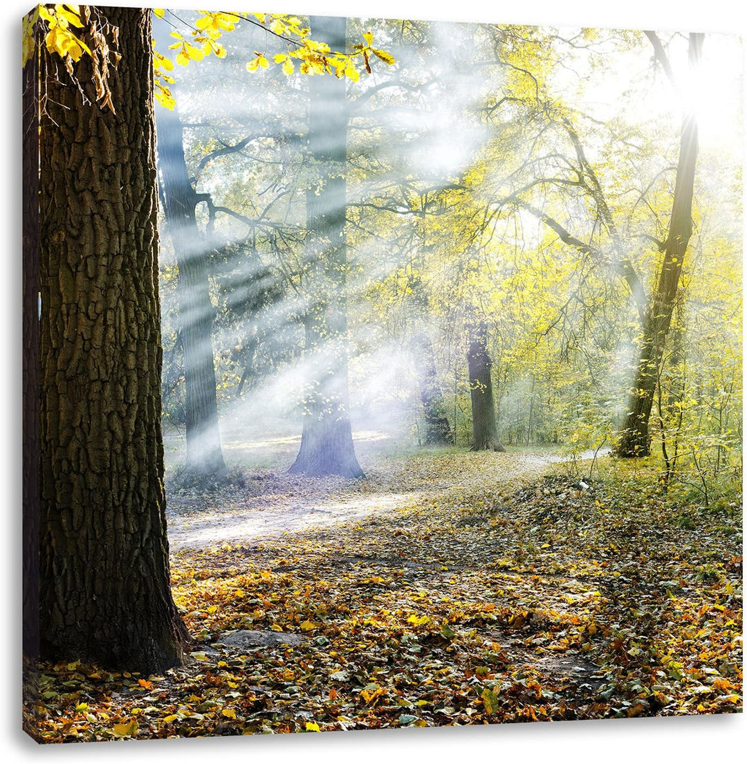 Sonnenstrahlen im Wald, Format: 70x70 auf Leinwand, XXL riesige Bilder fertig gerahmt mit Keilrahmen