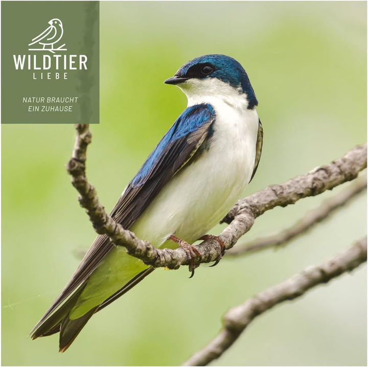wildtier liebe Schwalbennest, Doppelnest I Nisthilfe Natur für Mehlschwalben aus Massiv-Holz &amp; Natur