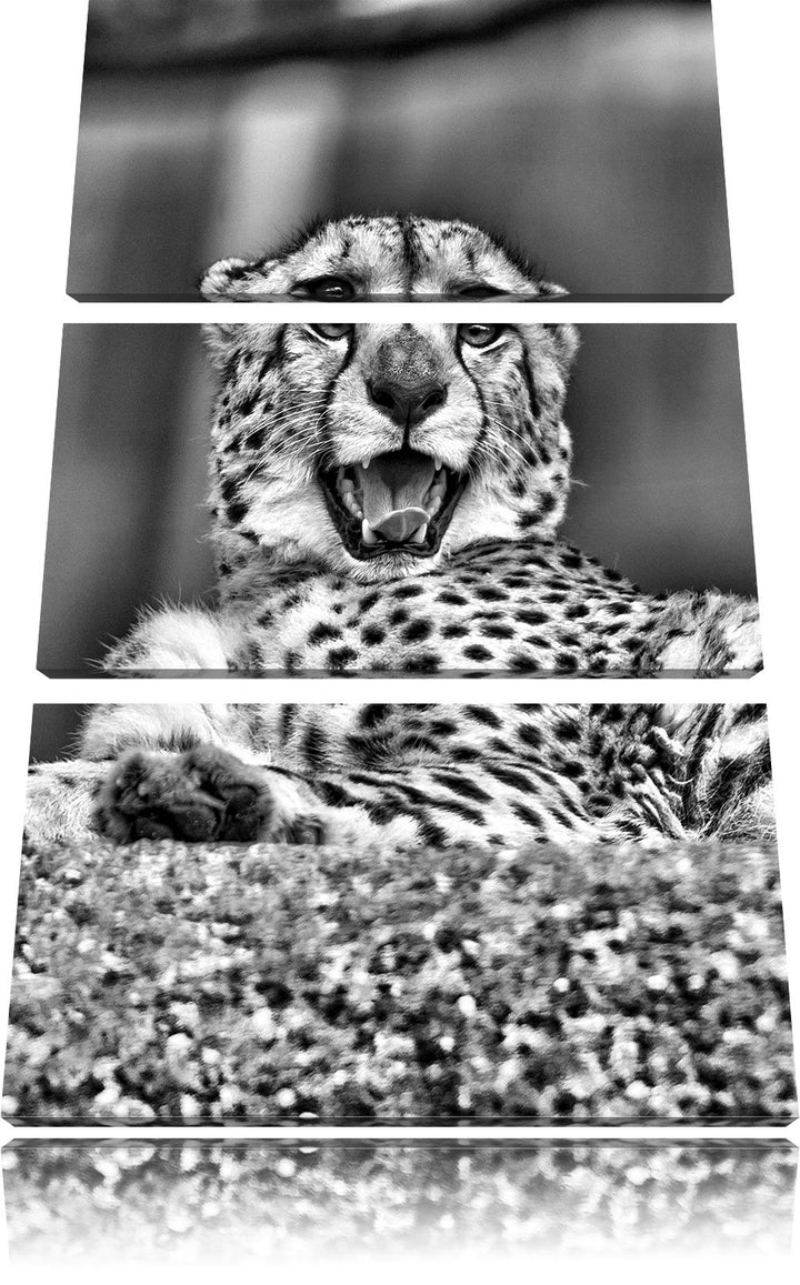 Pixxprint Monocrome, gähnender Gepard 3-Teiler Leinwandbild 120x80 Bild auf Leinwand