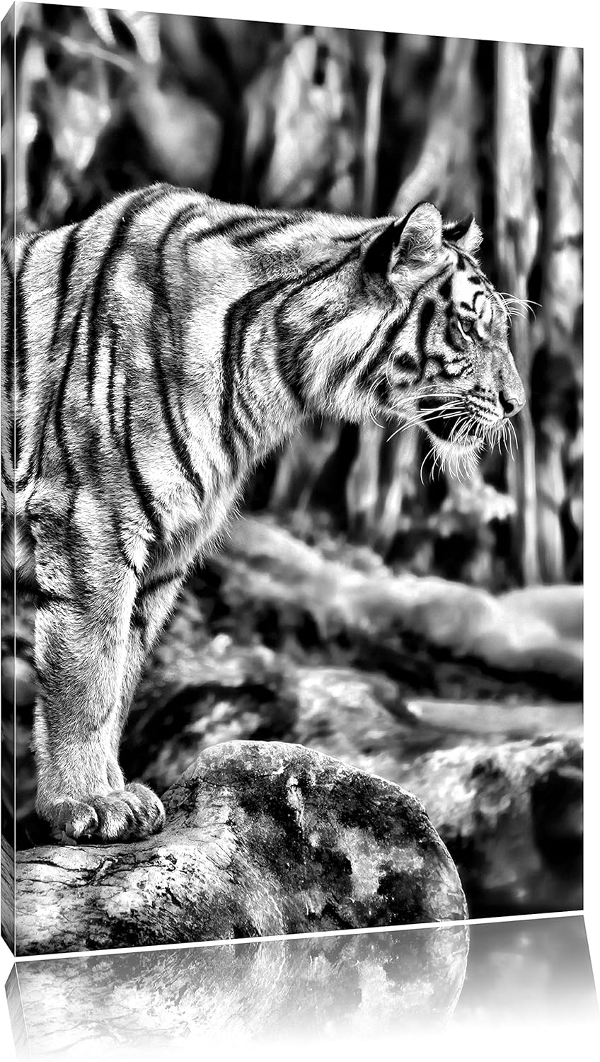 Monocrome, Tiger, Format: 100x70 auf Leinwand, XXL riesige Bilder fertig gerahmt mit Keilrahmen, Kun