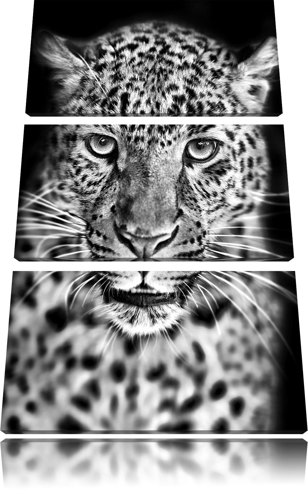 Pixxprint Stolzer Leopard als Leinwandbild/Grösse: 3 Teilig (120x80) cm/Wandbild/Kunstdruck/fertig b