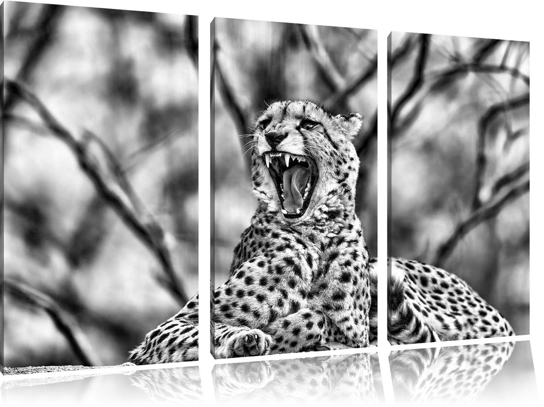 Pixxprint Gepard gähnt als Leinwandbild/Grösse: 3 Teilig (120x80) cm/Wandbild/Kunstdruck/fertig besp