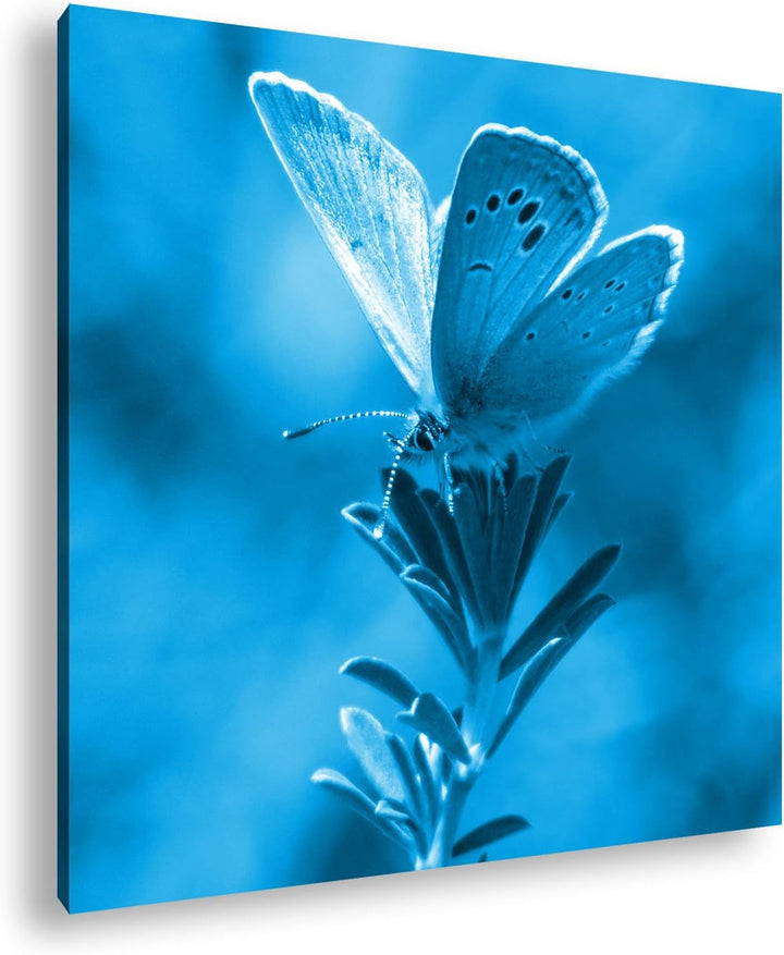 deyoli Polyommatus Icarus Blauer Schmetterling Format: 70x70 Effekt: Monocrome Blau als Leinwandbild