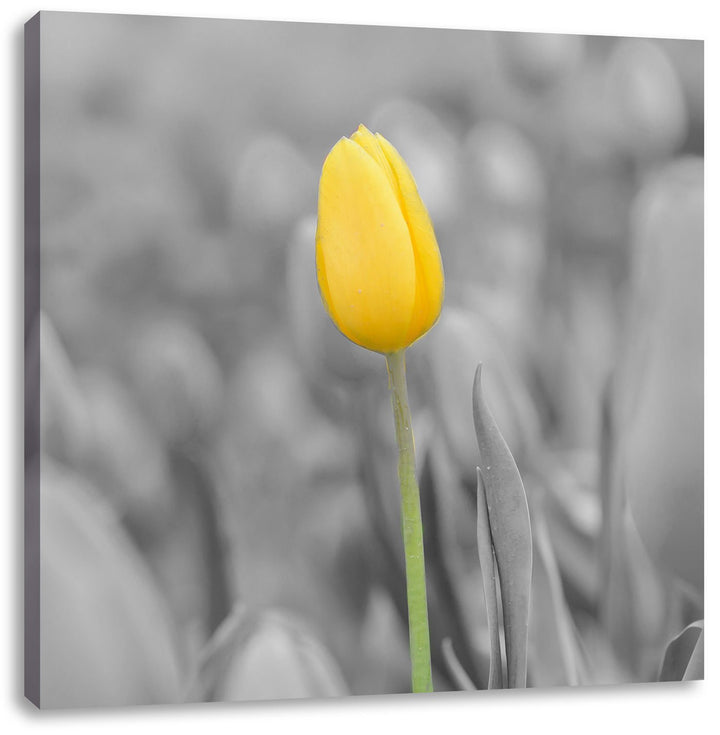 Pixxprint Gelbes Tulpenmeer als Leinwandbild | Grösse: 70x70 cm | Wandbild | Kunstdruck | fertig bes