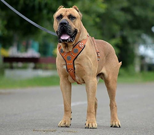 Bestia |Maximus| Leder Brustgeschirr für grosse Hunde. Bis 145 cm Brustumfang. 100% Leder. Handgefer