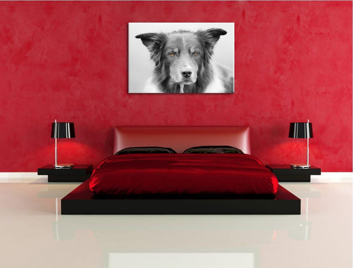 schöner Australien Shepherd Mischling schwarz/weiss Format: 100x70 auf Leinwand, XXL riesige Bilder