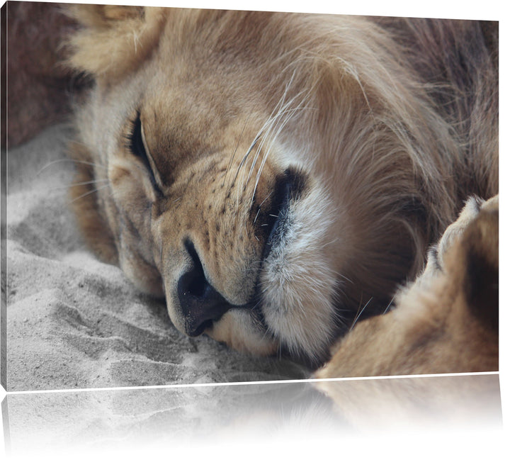 Pixxprint schlafender Löwe als Leinwandbild/Grösse: 120x80 cm/Wandbild/Kunstdruck/fertig bespannt, 1