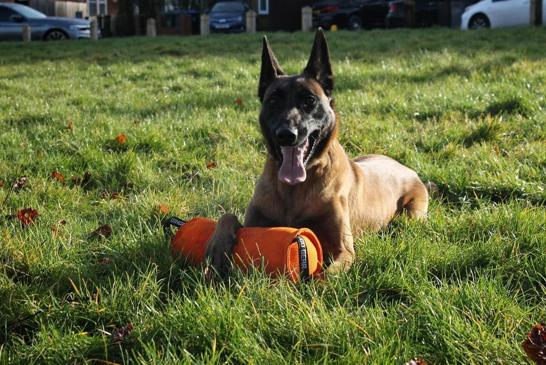 Dingo Gear Beisswurst,Berta'' mit 2 Griff #14cm Länge 30 cm aus französischem Material (Nylcott) für