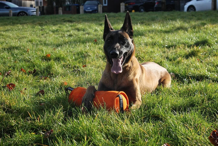 Dingo Gear Beisswurst,Berta'' mit 2 Griff #14cm Länge 30 cm aus französischem Material (Nylcott) für