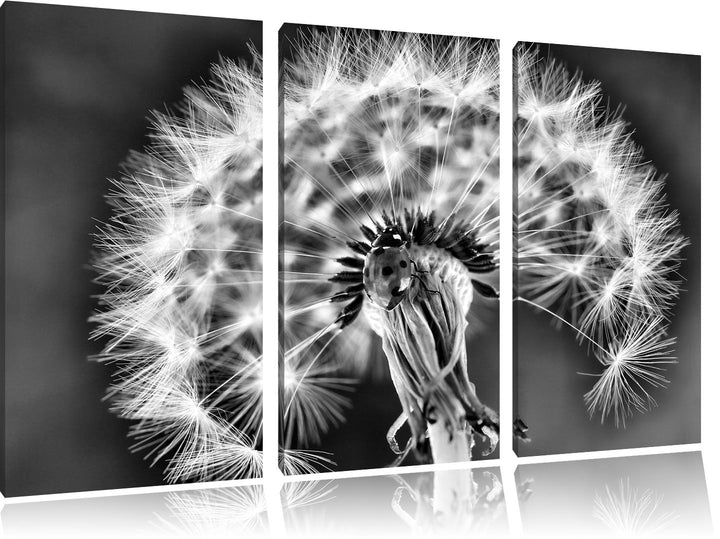 Pixxprint Marienkäfer auf Pusteblume/Format: 3-Teiler (120x80cm) cm/Leinwandbild fertig bespannt Wan