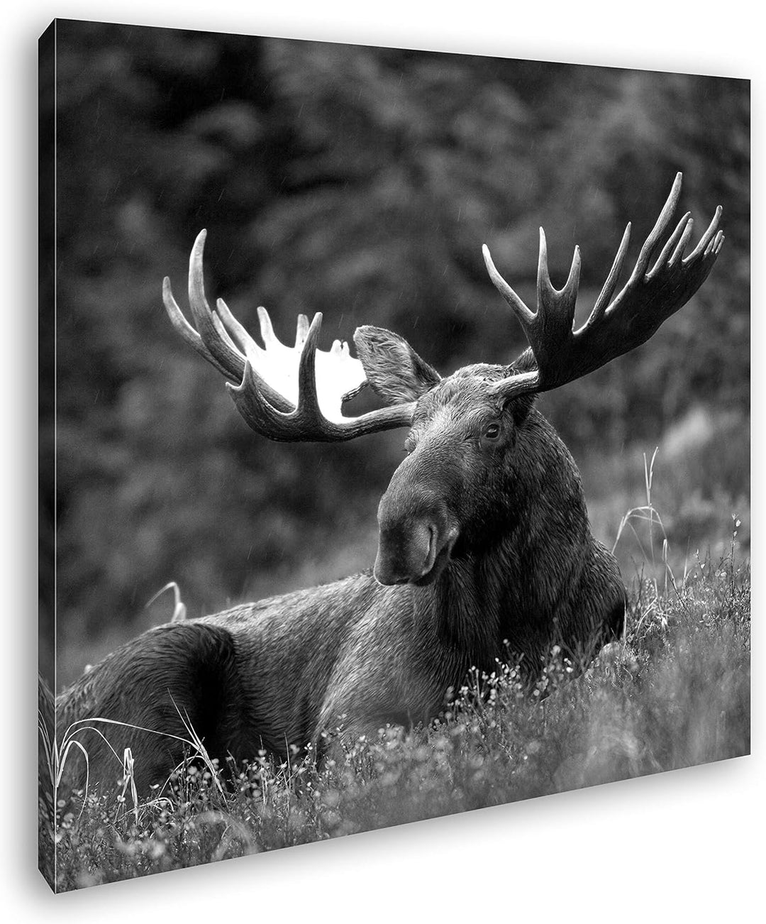 deyoli ruhig liegender Elch Format: 60x60 Effekt: Schwarz&Weiss als Leinwandbild, Motiv fertig gerah