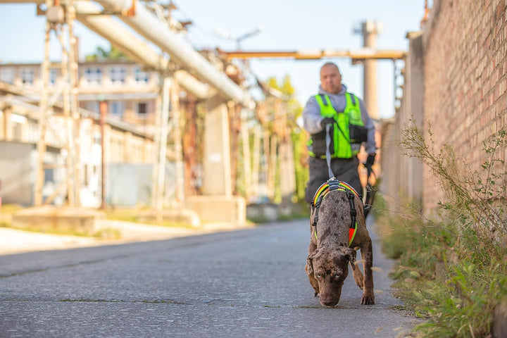 Julius-K9, 19MTR-S-AMZ, Mantrailing & Outdoor Hundegeschirr, Grösse: S, schwarz S Schwarz, S Schwarz