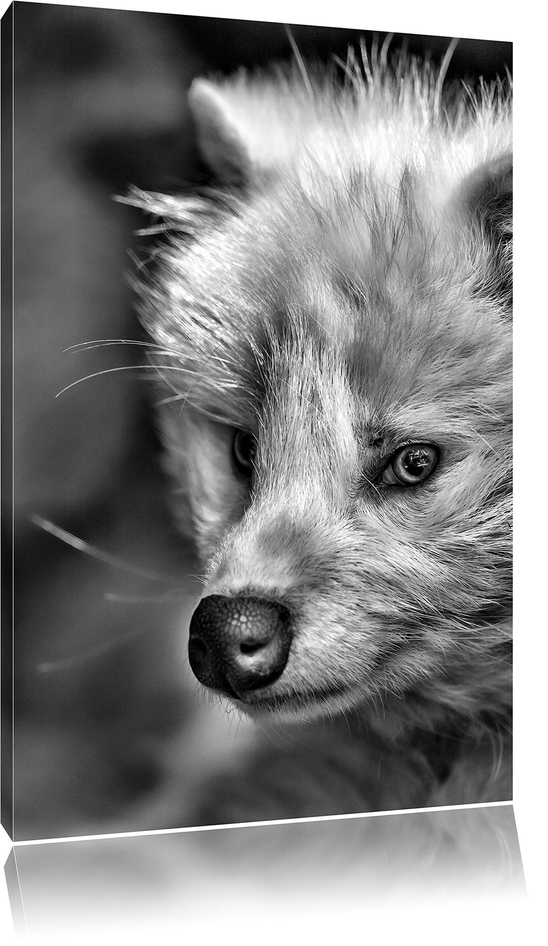 Pixxprint Monocrome, Polarfuchs in Höhle, Format: 100x70 auf Leinwand, riesige Bilder fertig gerahmt