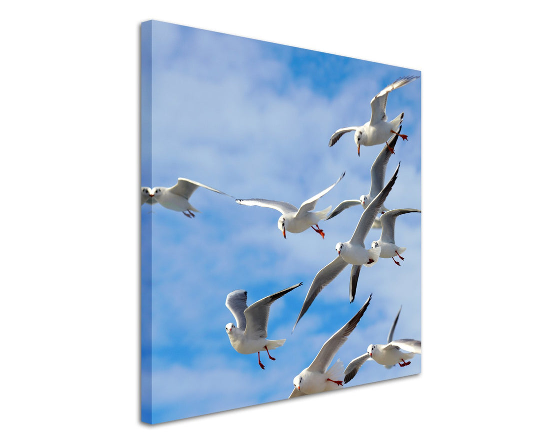 Paul Sinus Art Quadratische Fotoleinwand 90x90cm Tierfotografie – Möwen in der Luft auf Leinwand Exk